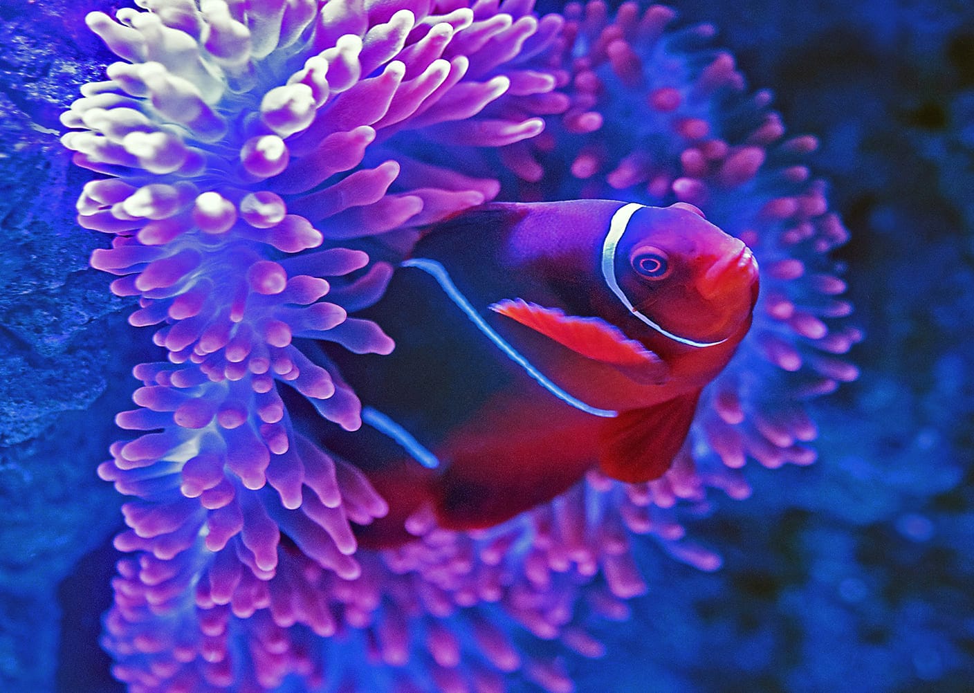 những loài cá đẹp nhất thế giới