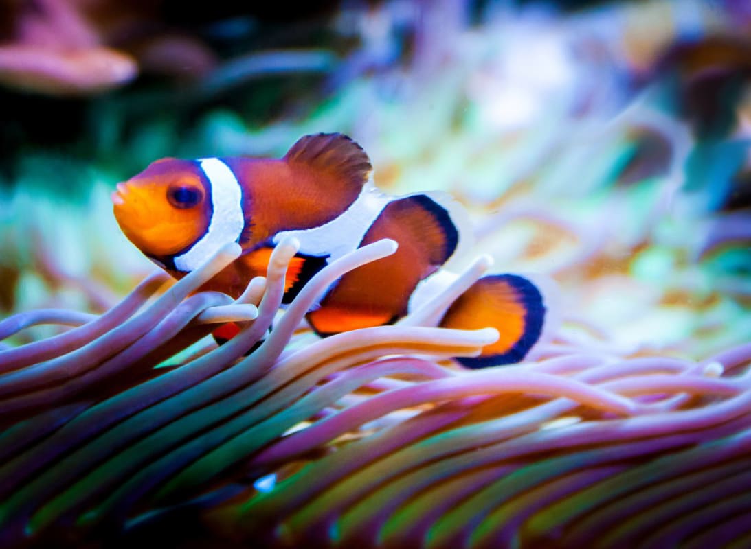 những loài cá đẹp nhất thế giới