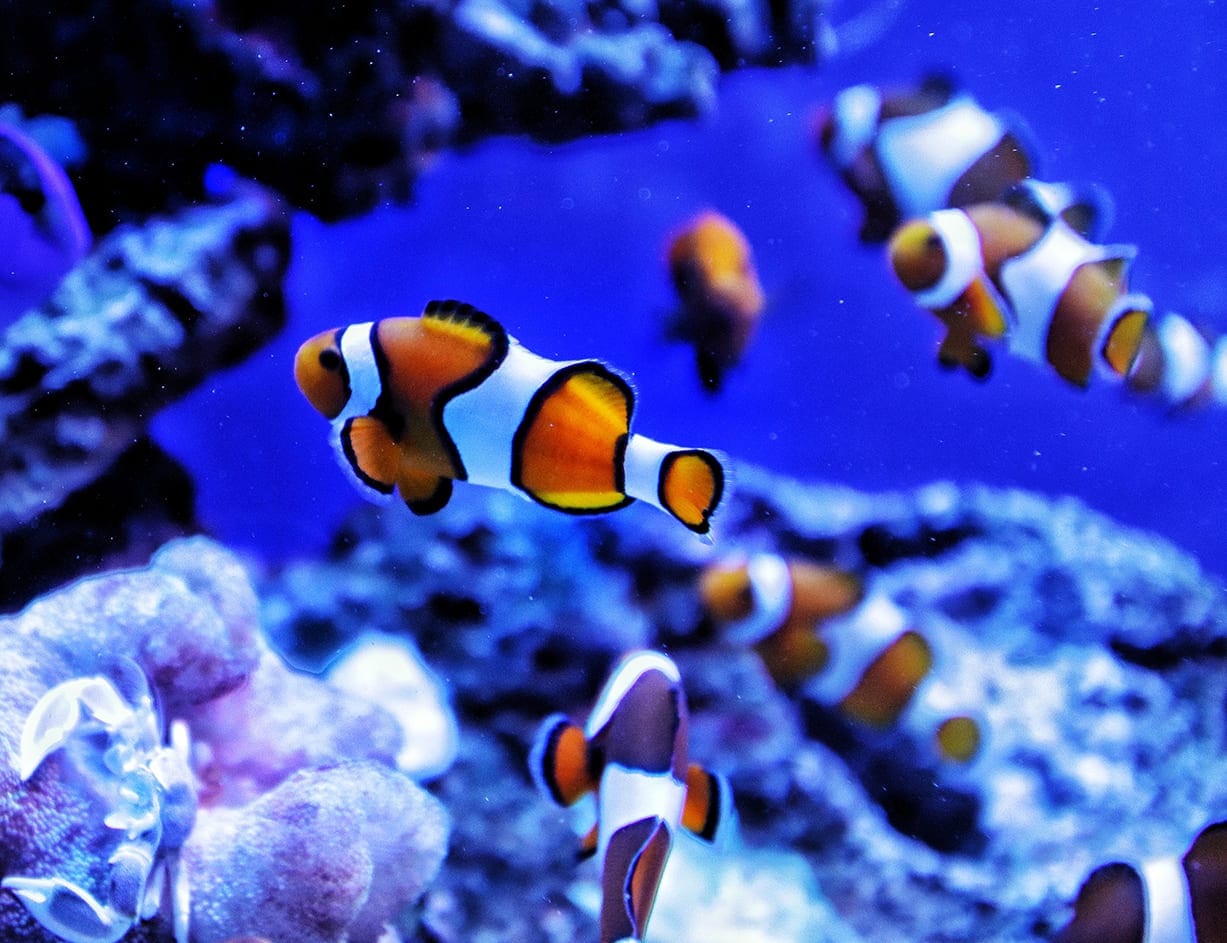 những loài cá đẹp nhất thế giới