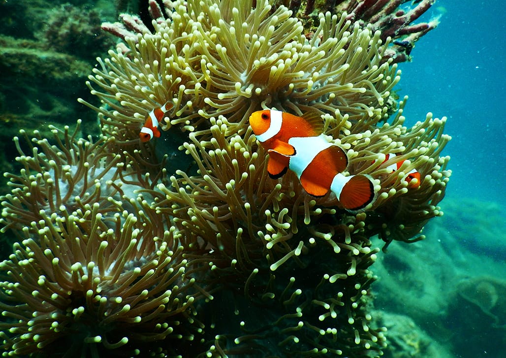 những loài cá đẹp nhất thế giới