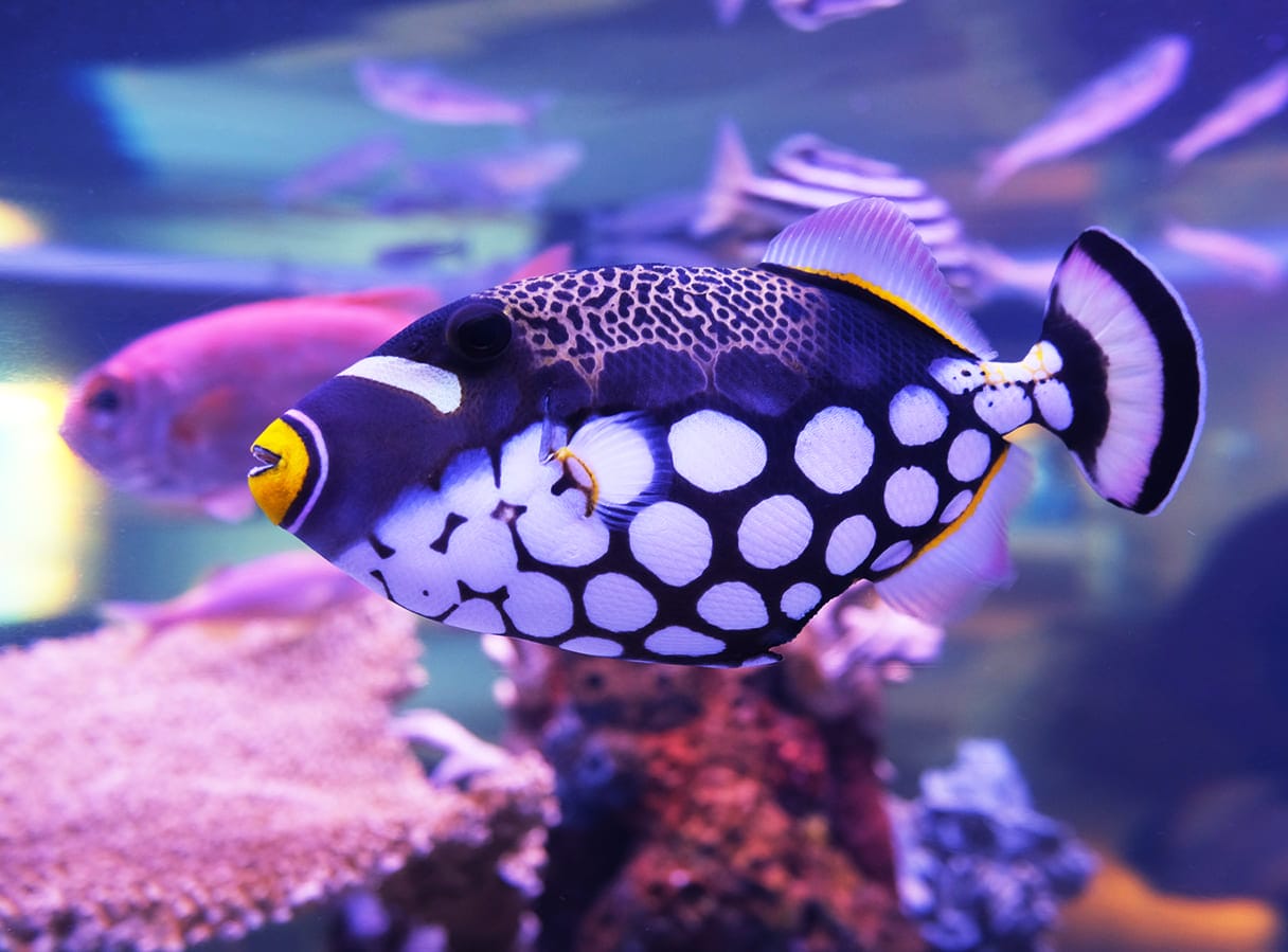 những loài cá đẹp nhất thế giới