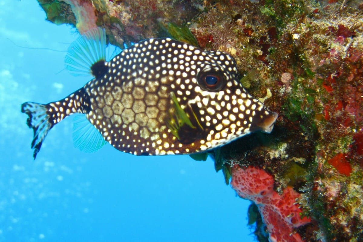 những loài cá đẹp nhất thế giới