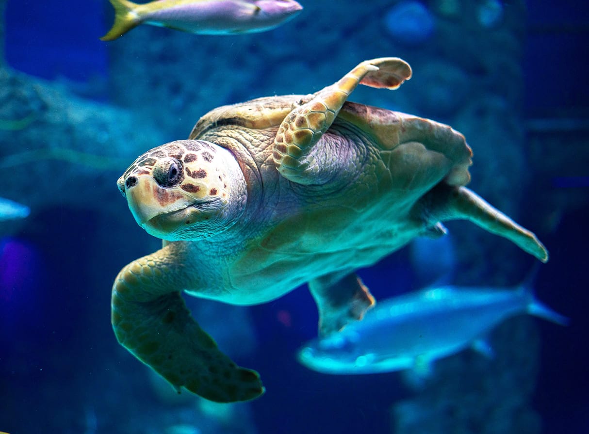 những loài cá đẹp nhất thế giới