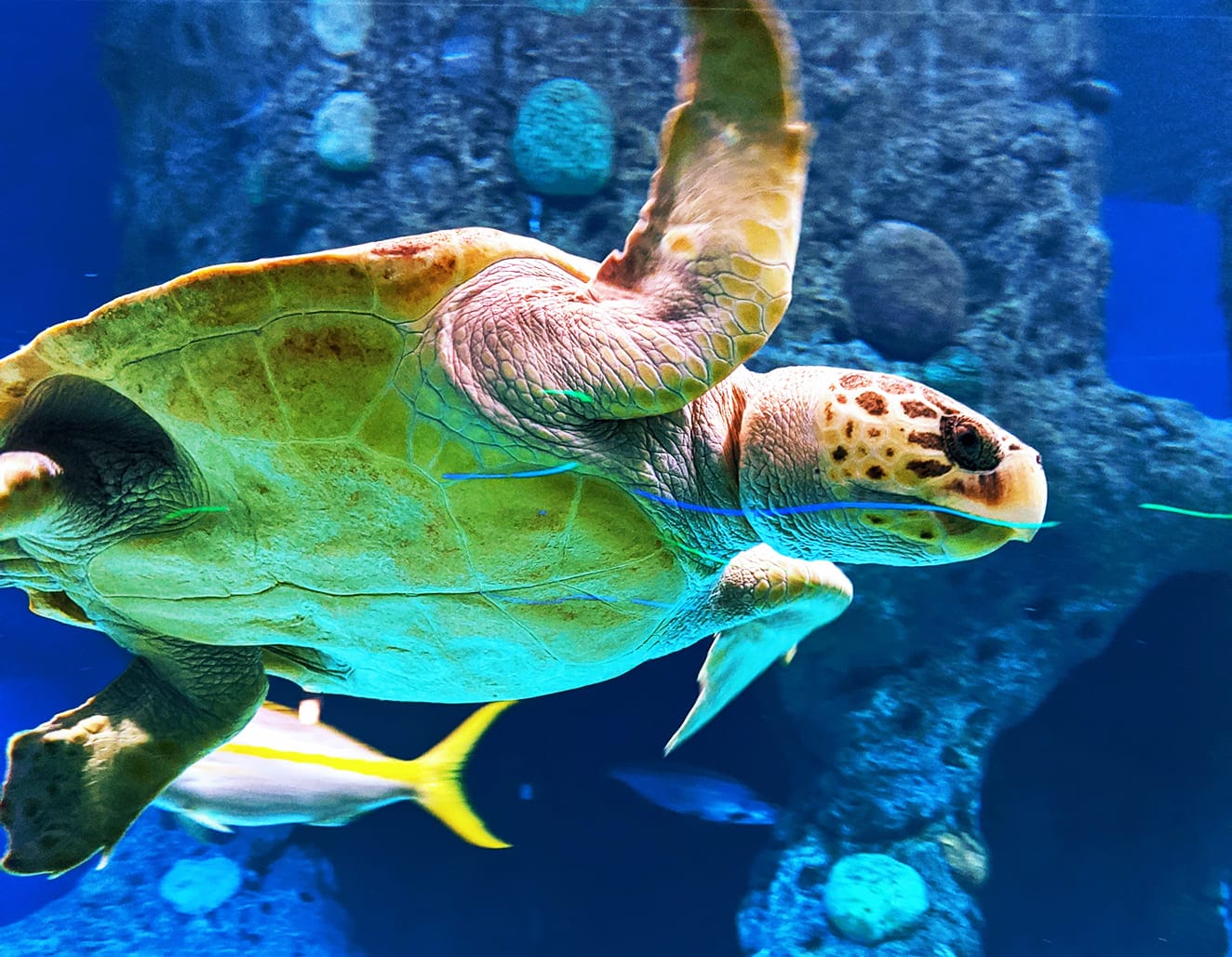 những loài cá đẹp nhất thế giới