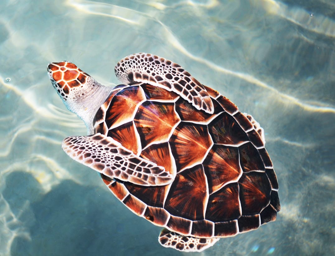 những loài cá đẹp nhất thế giới