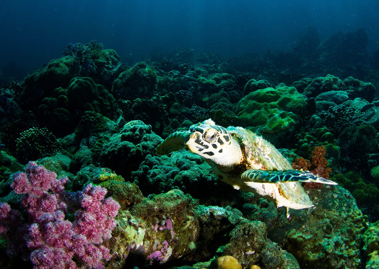 những loài cá đẹp nhất thế giới