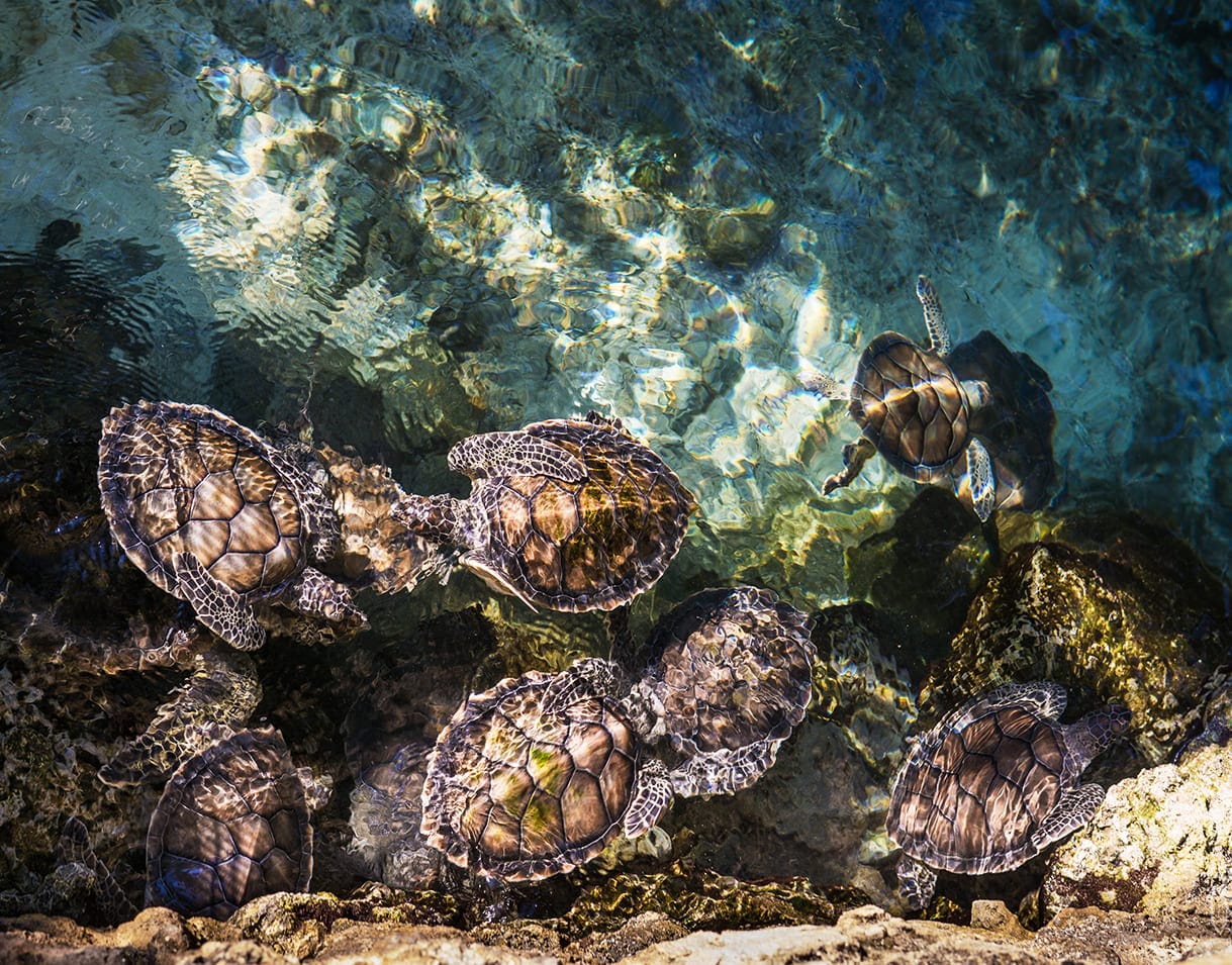 những loài cá đẹp nhất thế giới