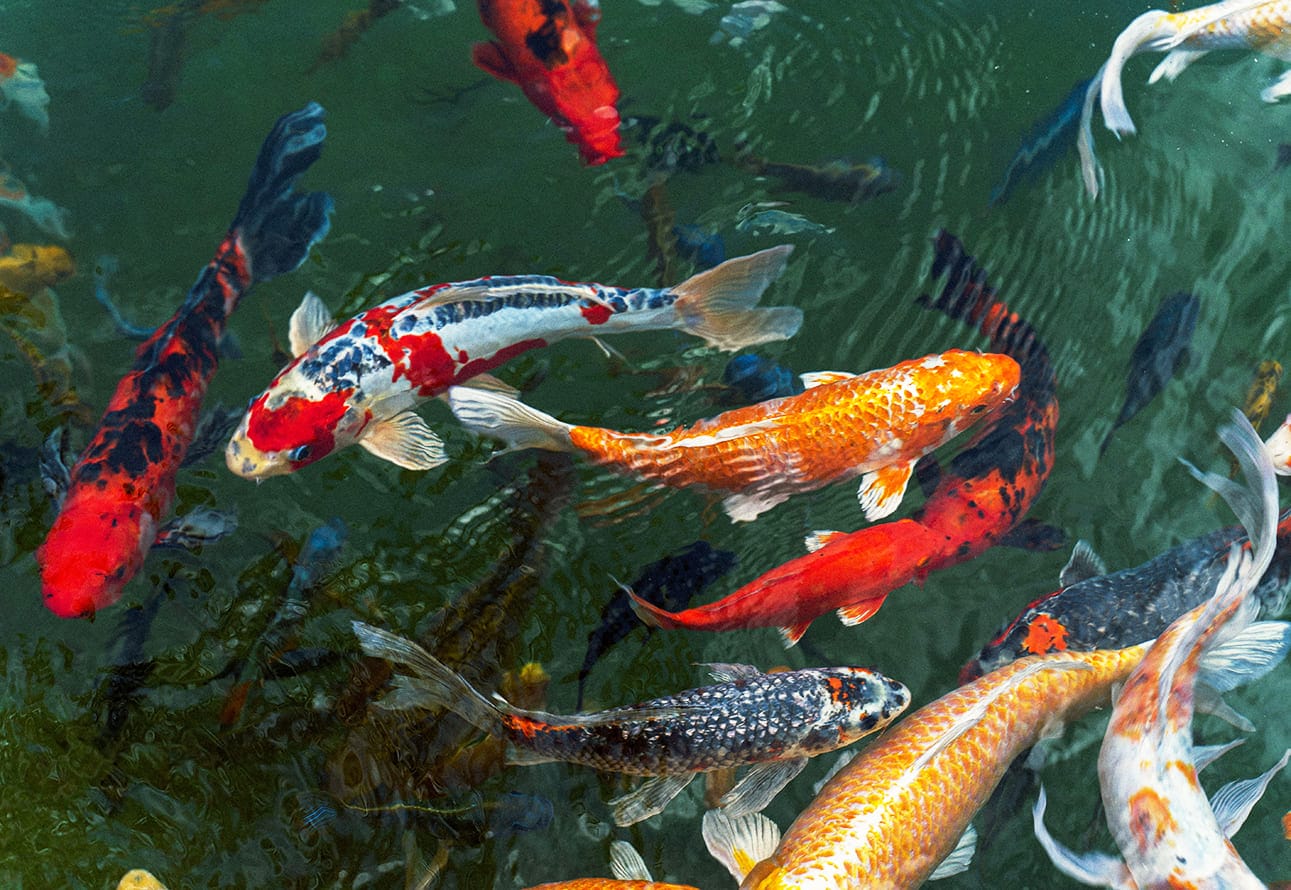 những loài cá đẹp nhất thế giới