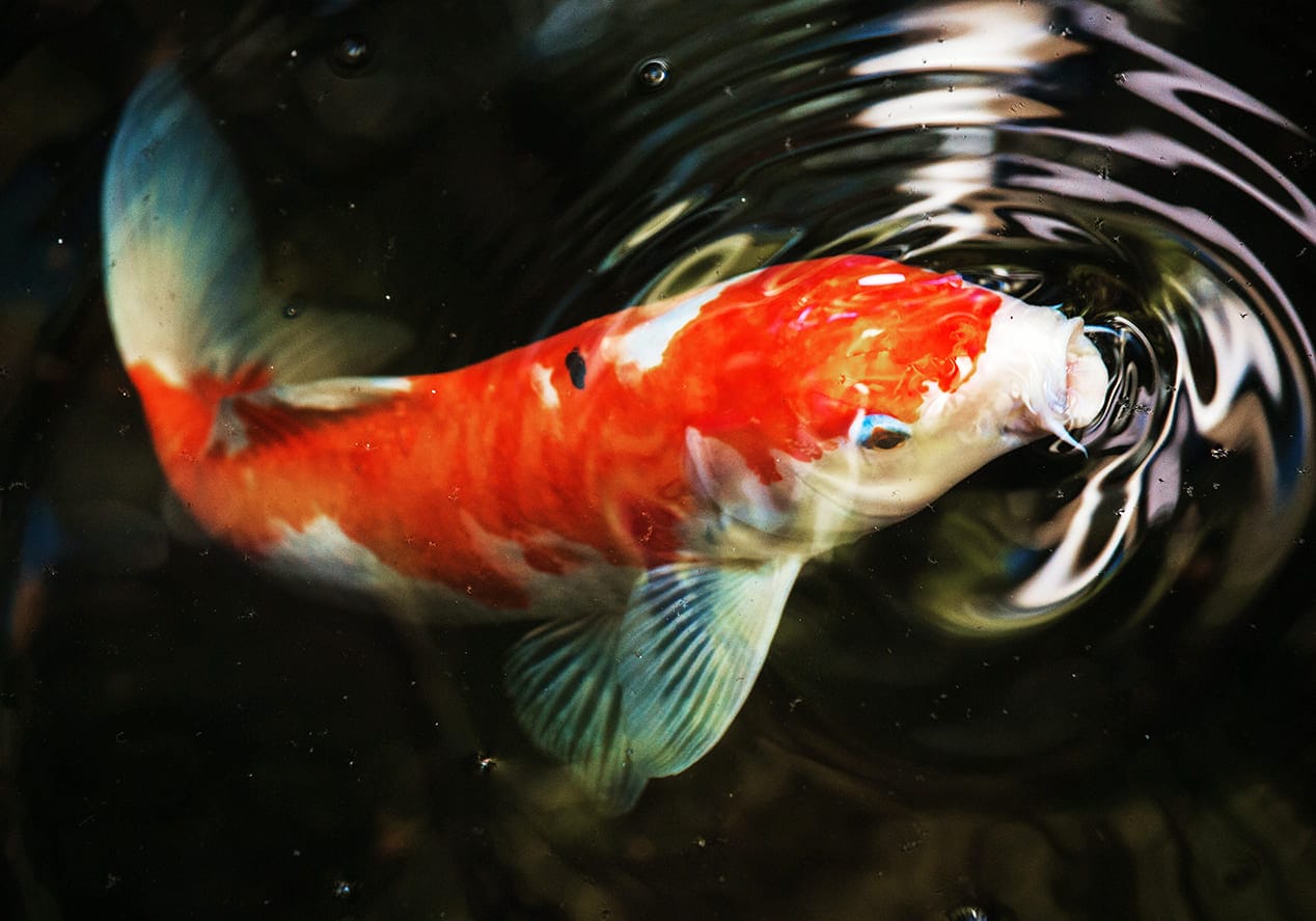 những loài cá đẹp nhất thế giới