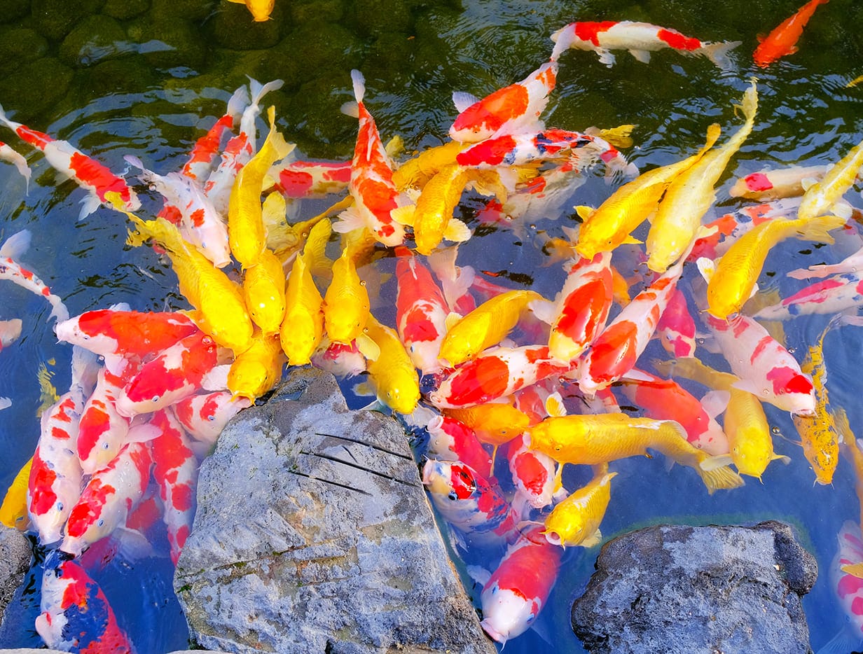 những loài cá đẹp nhất thế giới