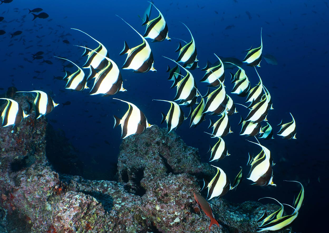 những loài cá đẹp nhất thế giới