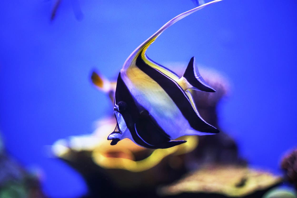 những loài cá đẹp nhất thế giới