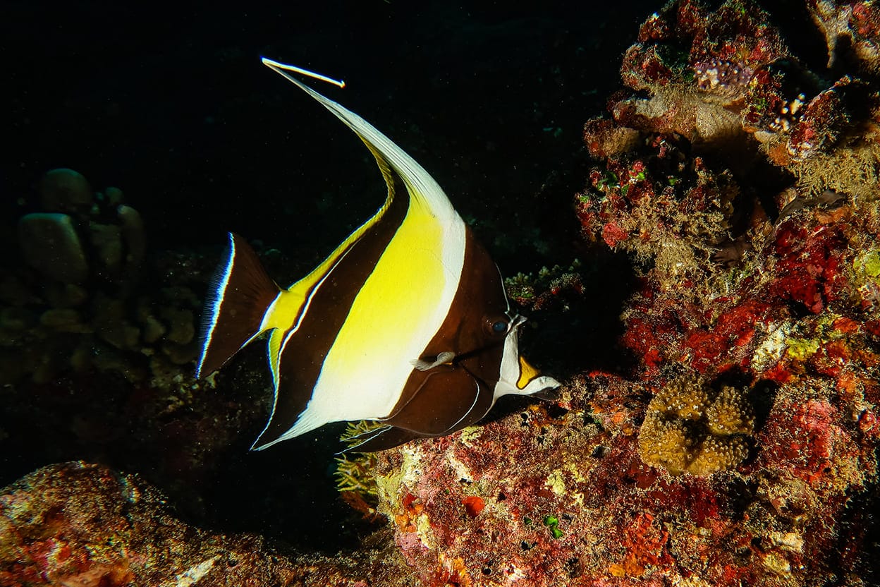 những loài cá đẹp nhất thế giới