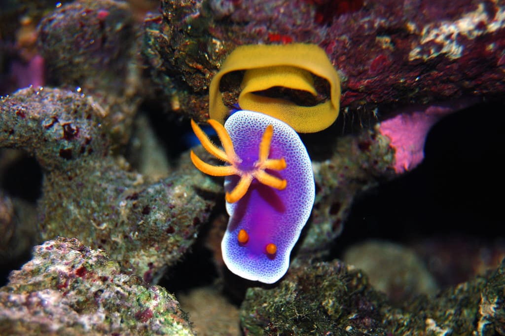 những loài cá đẹp nhất thế giới