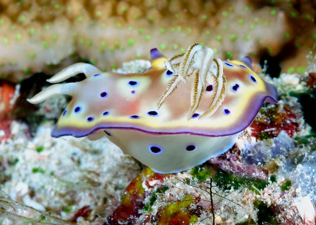 những loài cá đẹp nhất thế giới