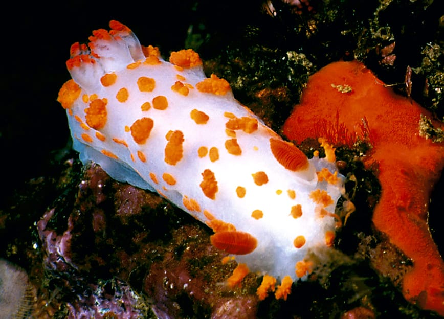 những loài cá đẹp nhất thế giới