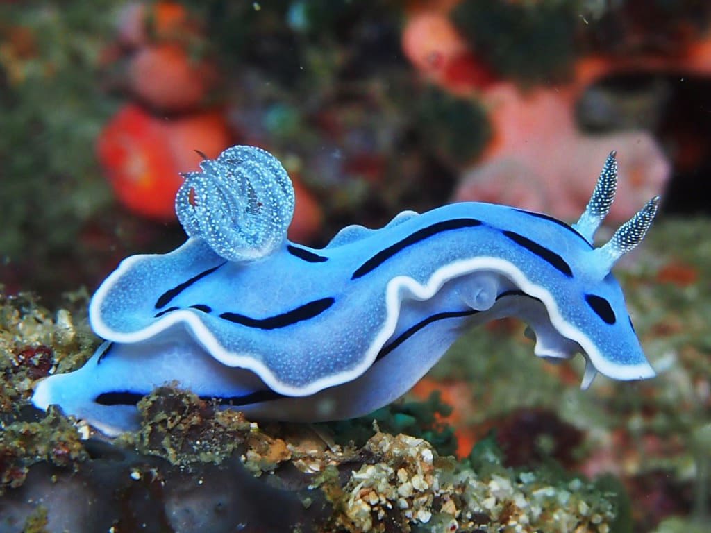 những loài cá đẹp nhất thế giới