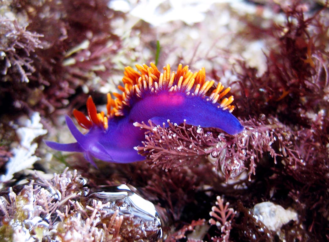 những loài cá đẹp nhất thế giới