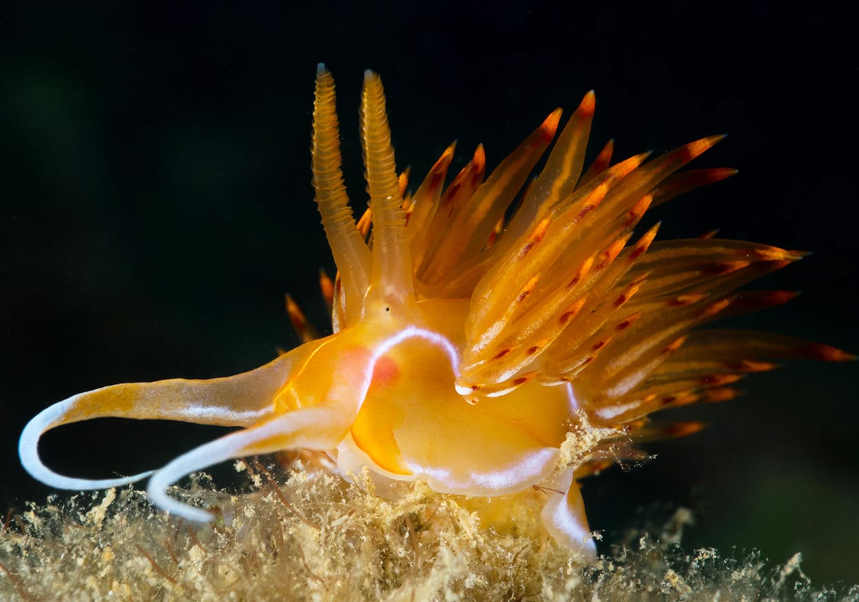 những loài cá đẹp nhất thế giới