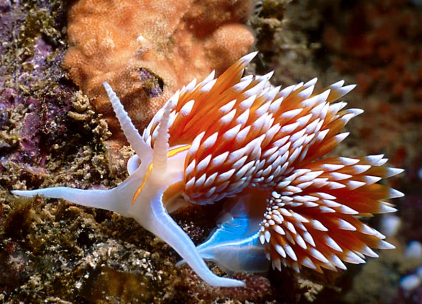 những loài cá đẹp nhất thế giới