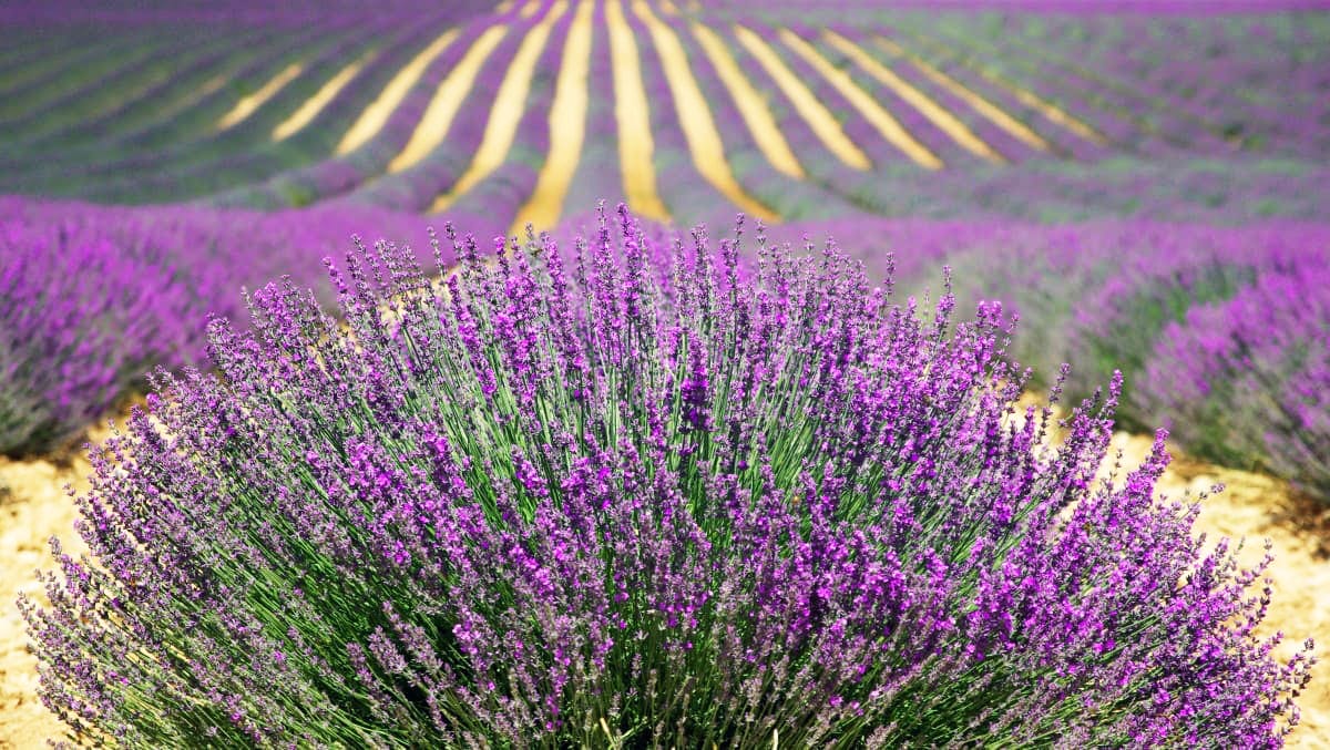 cánh đồng hoa đẹp nhất thế giới