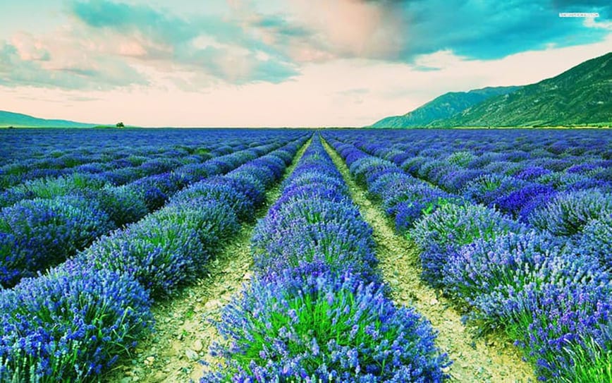 cánh đồng hoa đẹp nhất thế giới