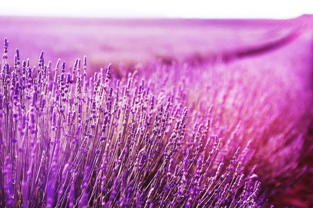 cánh đồng hoa đẹp nhất thế giới