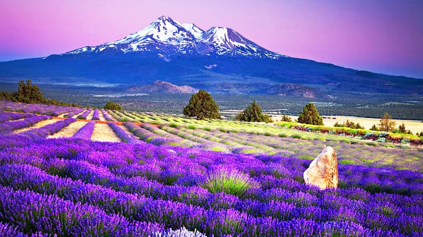 cánh đồng hoa đẹp nhất thế giới