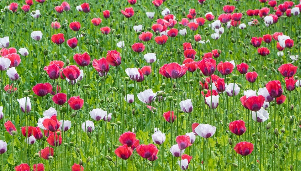 cánh đồng hoa đẹp nhất thế giới