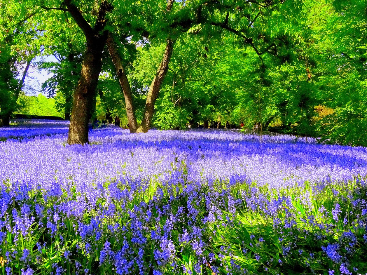 cánh đồng hoa đẹp nhất thế giới