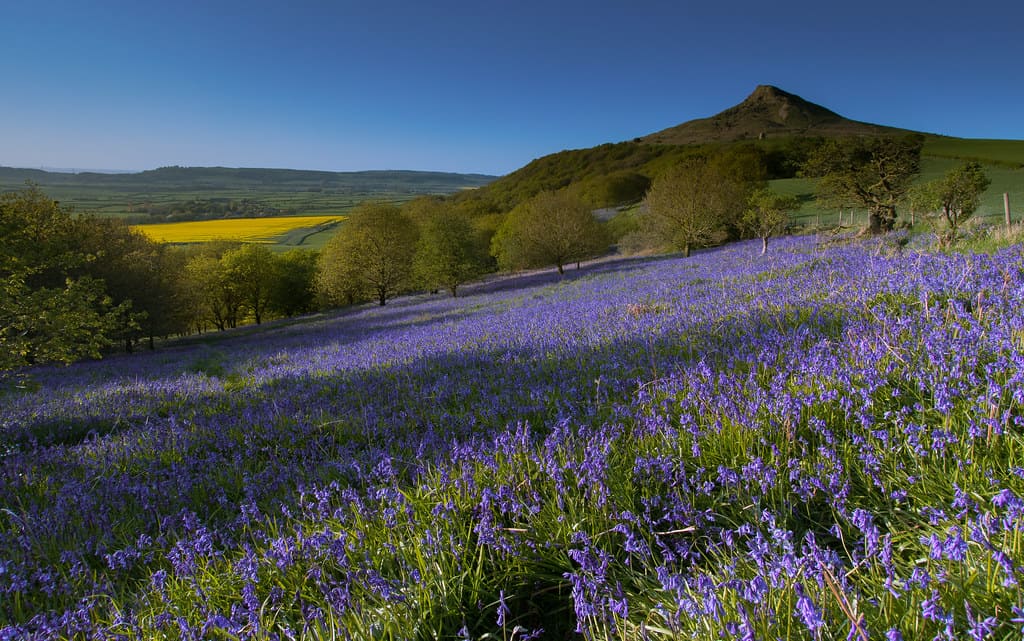 cánh đồng hoa đẹp nhất thế giới
