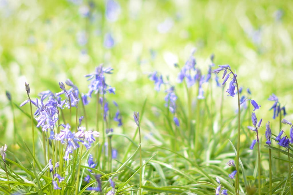 cánh đồng hoa đẹp nhất thế giới