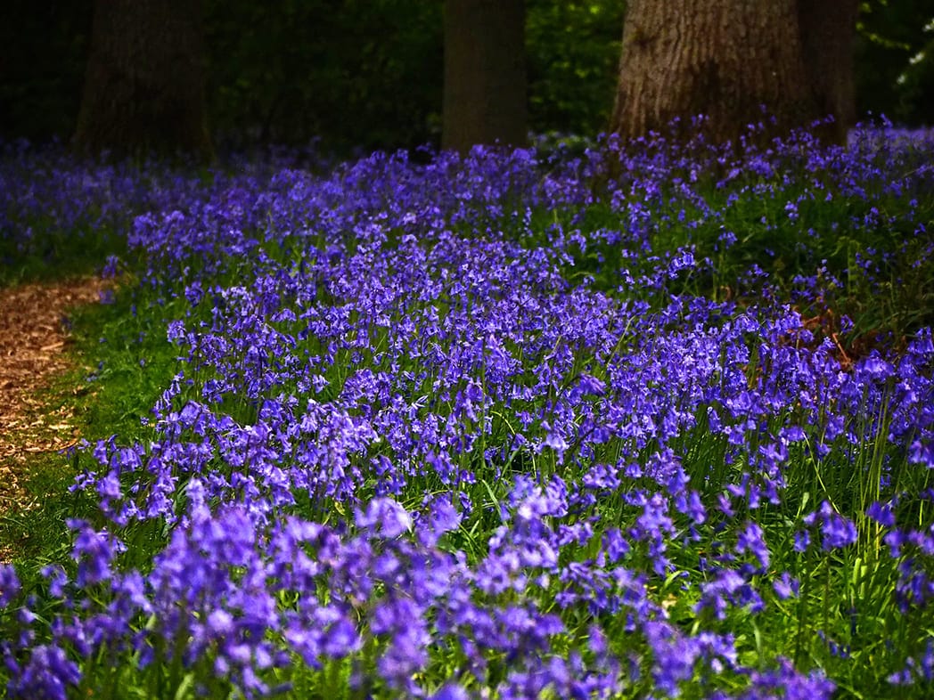 cánh đồng hoa đẹp nhất thế giới