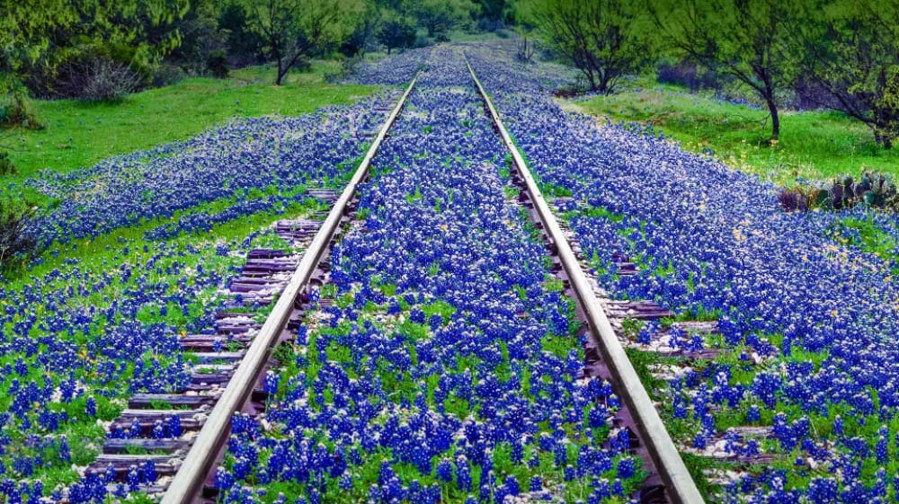 cánh đồng hoa đẹp nhất thế giới