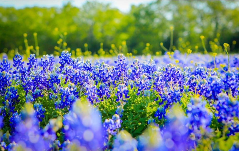 cánh đồng hoa đẹp nhất thế giới