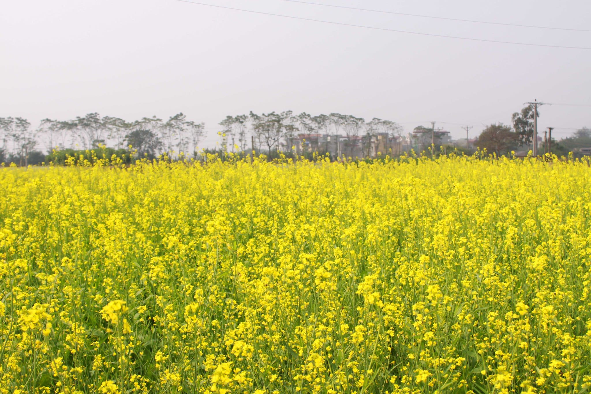 cánh đồng hoa đẹp nhất thế giới