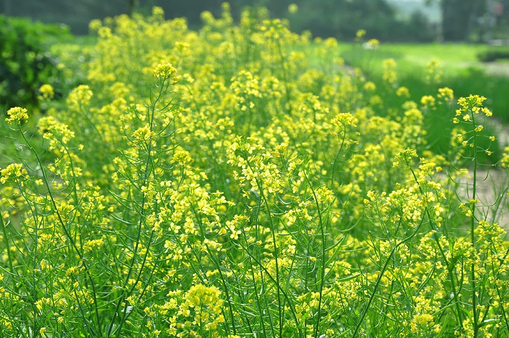 cánh đồng hoa đẹp nhất thế giới