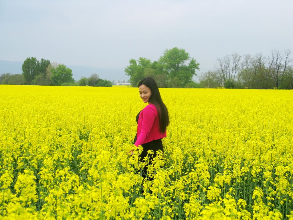 cánh đồng hoa đẹp nhất thế giới