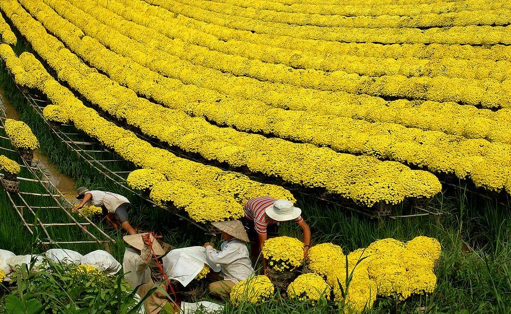 cánh đồng hoa đẹp nhất thế giới