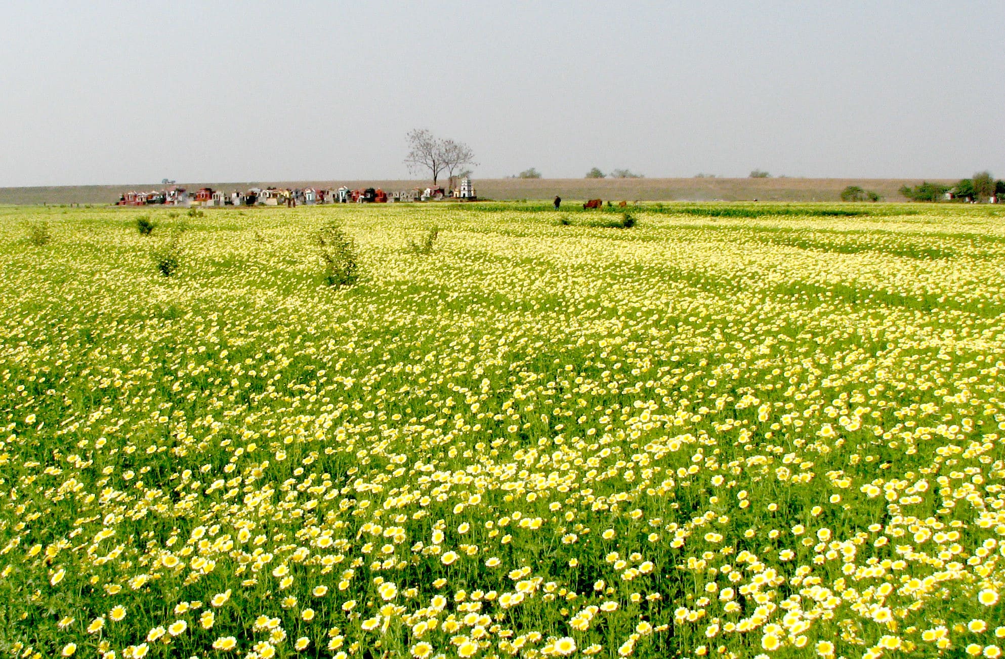 cánh đồng hoa đẹp nhất thế giới