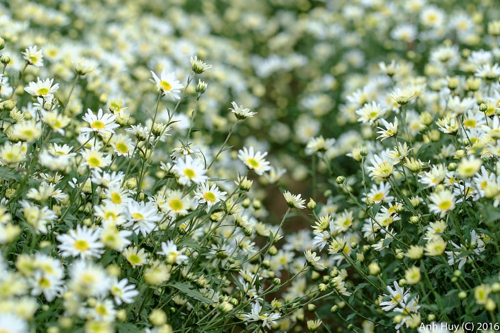 cánh đồng hoa đẹp nhất thế giới