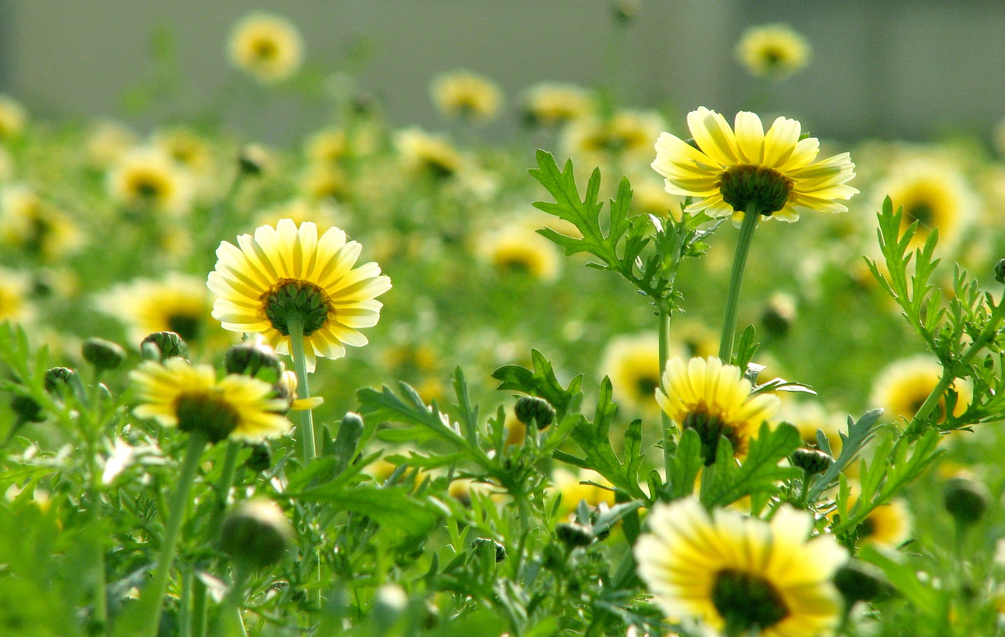 cánh đồng hoa đẹp nhất thế giới