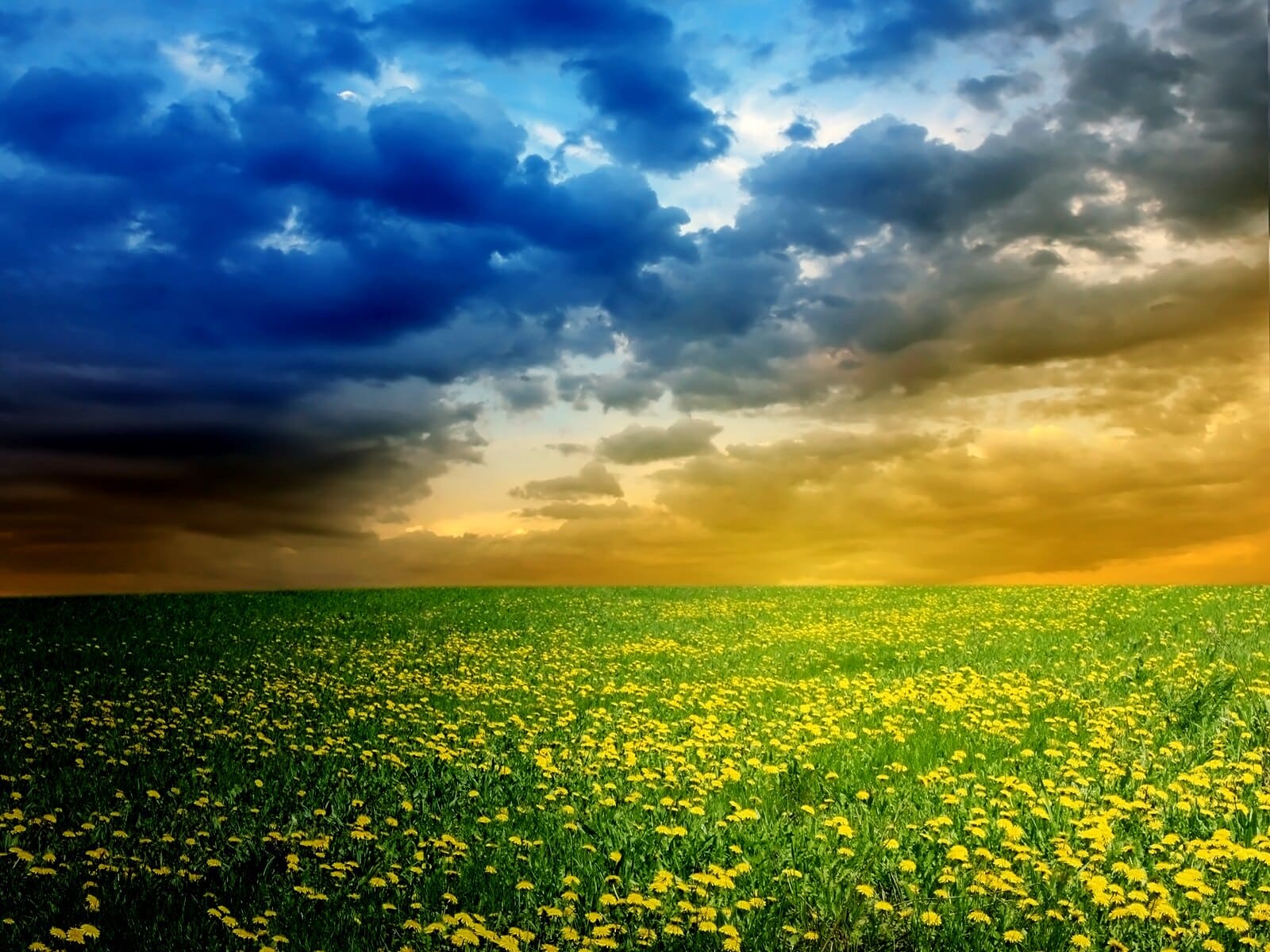 cánh đồng hoa đẹp nhất thế giới