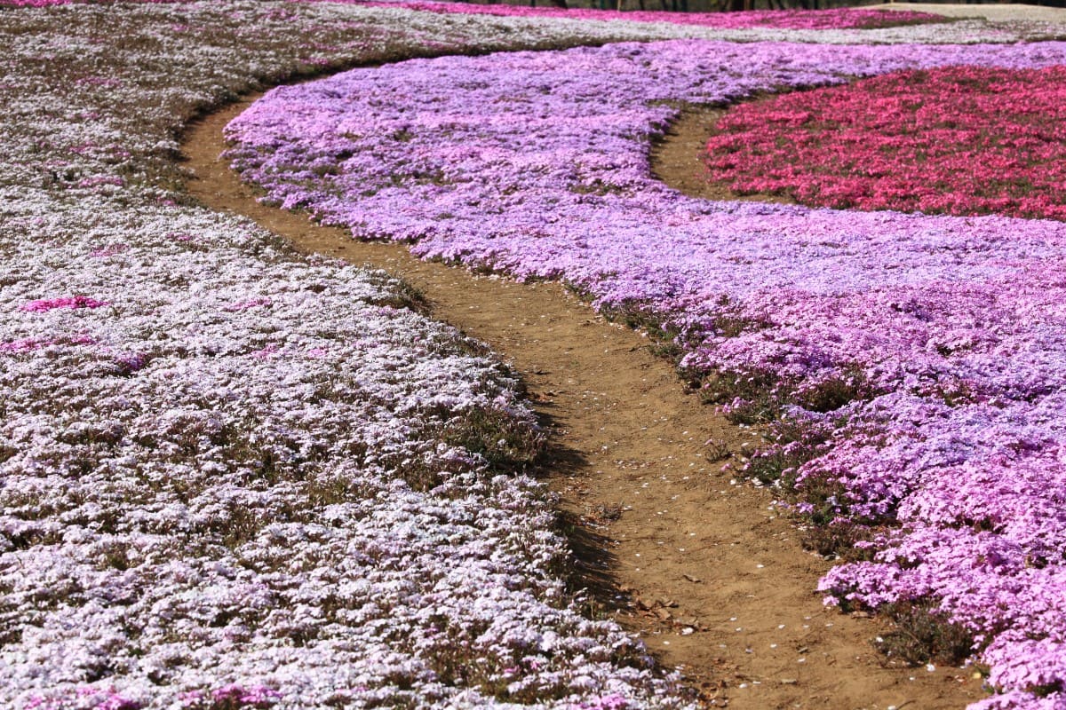 cánh đồng hoa đẹp nhất thế giới