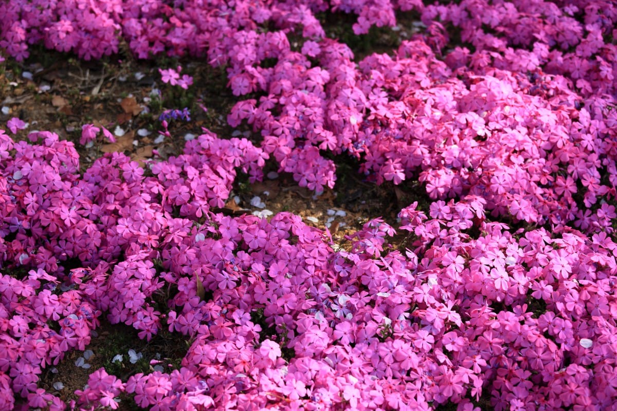 cánh đồng hoa đẹp nhất thế giới