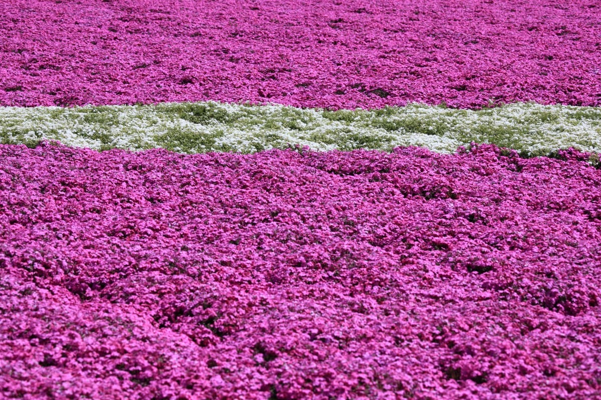 cánh đồng hoa đẹp nhất thế giới