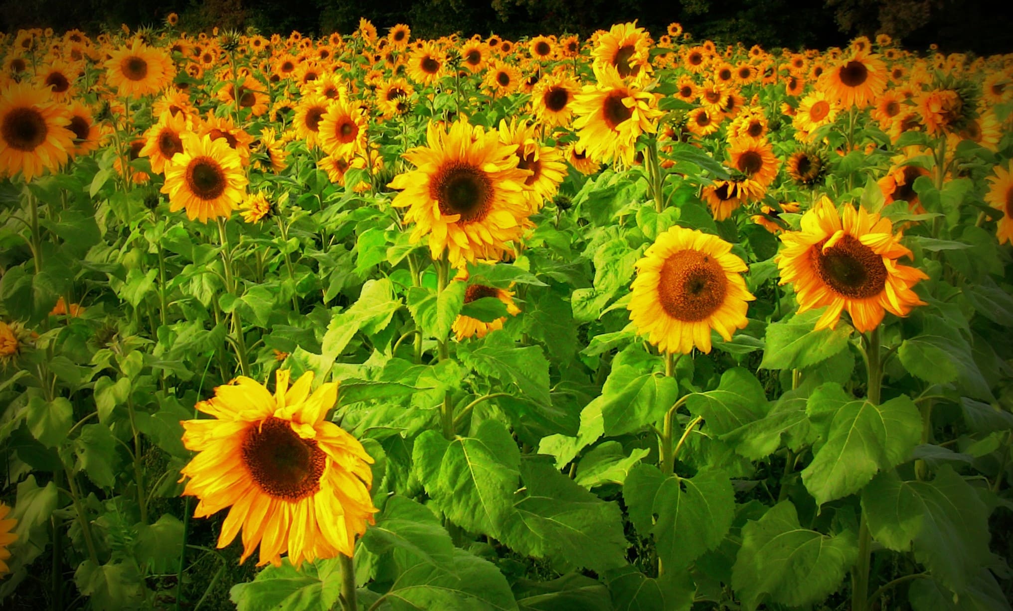 cánh đồng hoa đẹp nhất thế giới