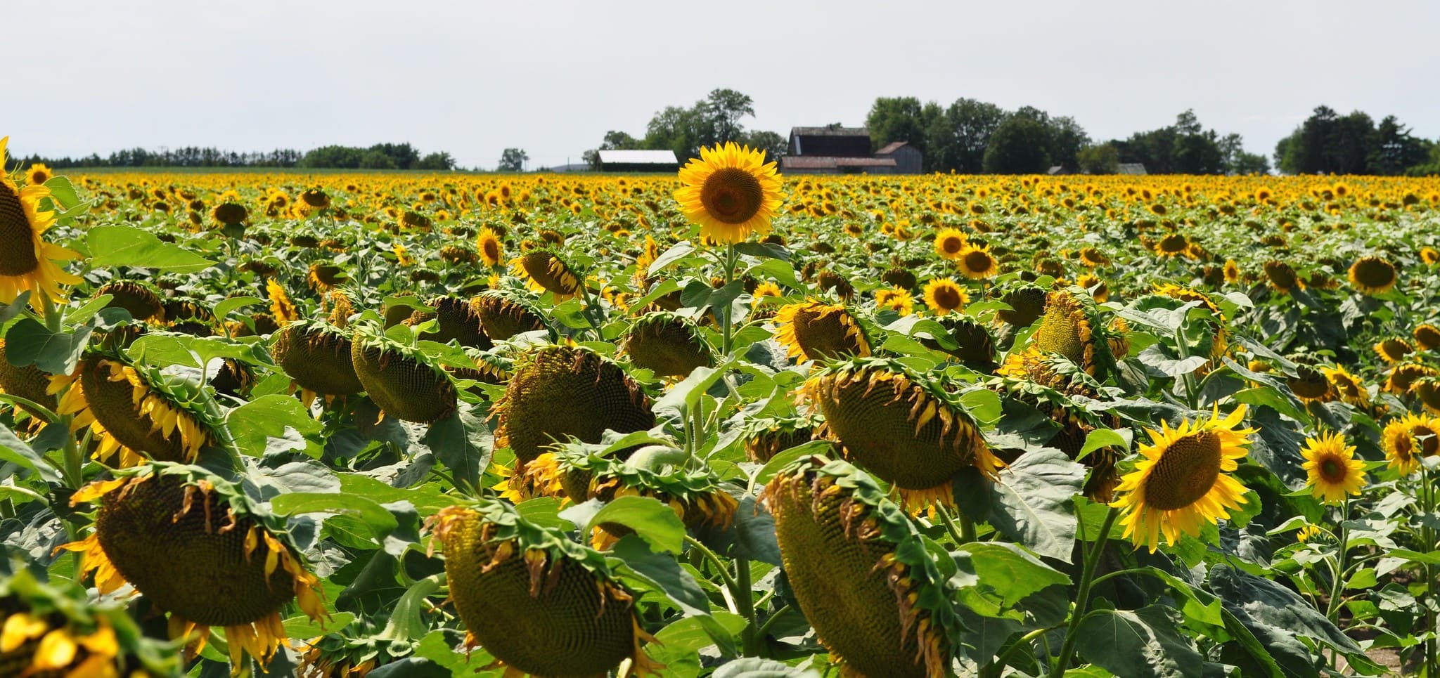cánh đồng hoa đẹp nhất thế giới