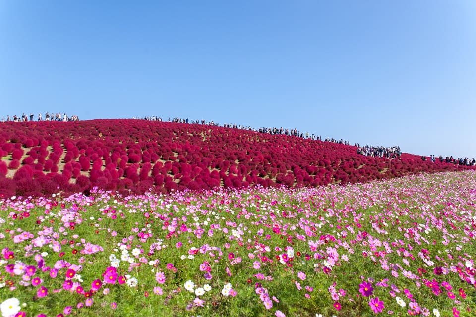 cánh đồng hoa đẹp nhất thế giới
