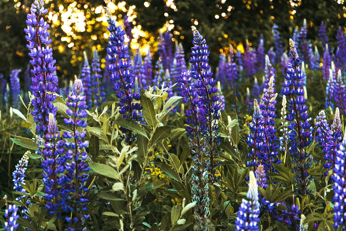 cánh đồng hoa đẹp nhất thế giới